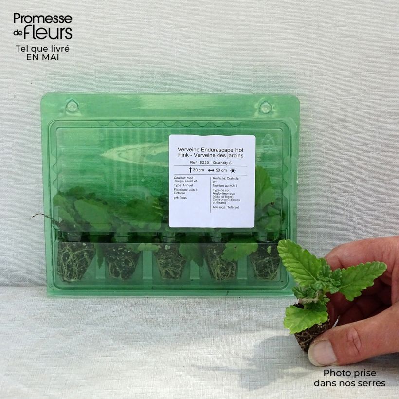 Example of Verveine Endurascape Hot Pink - Verveine des jardins Mini-mot Ø 3/4 cm as you get in printemps