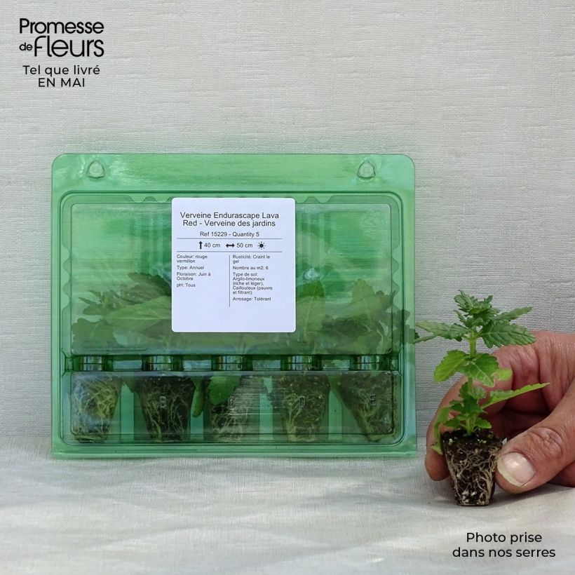 Example of Verveine Endurascape Lava Red - Verveine des jardins Mini-mot Ø 3/4 cm as you get in printemps
