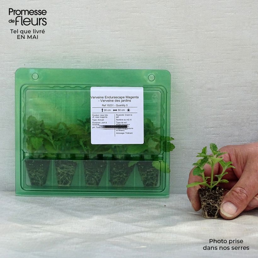 Example of Verveine Endurascape Magenta - Verveine des jardins Mini-mot Ø 3/4 cm as you get in printemps