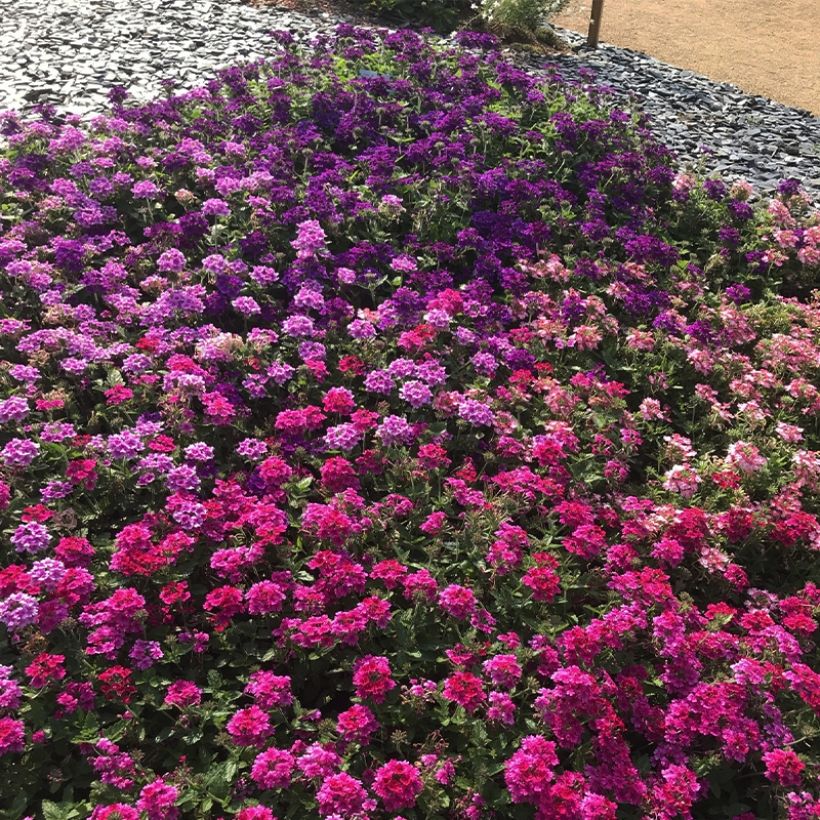 Verbena Endurascape Magenta - Hangverbena (Plant habit)