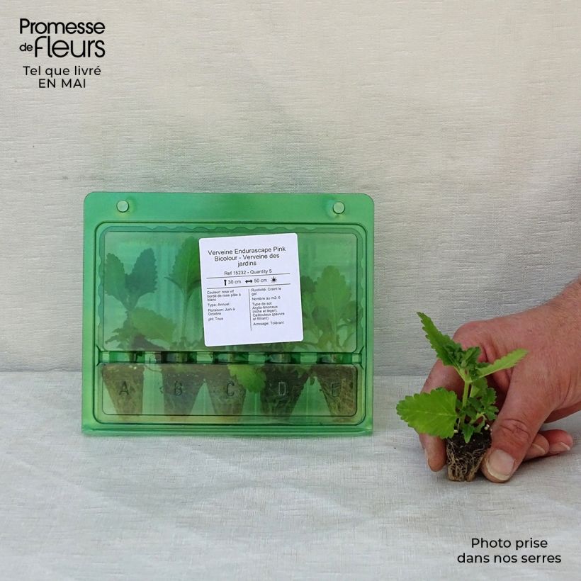 Example of Verveine Endurascape Pink Bicolour - Verveine des jardins Mini-mot Ø 3/4 cm as you get in printemps