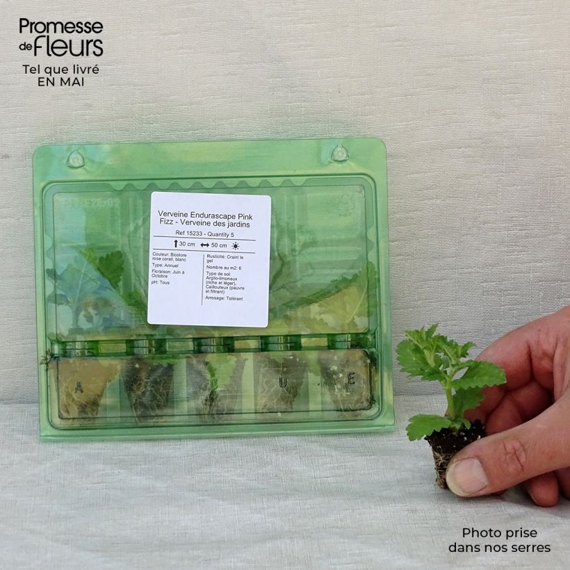 Example of Verveine Endurascape Pink Fizz - Verveine des jardins Mini-mot Ø 3/4 cm as you get in printemps