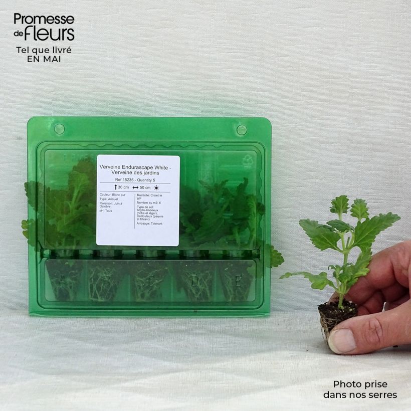 Example of Verveine Endurascape White - Verveine des jardins Mini-mot Ø 3/4 cm as you get in printemps