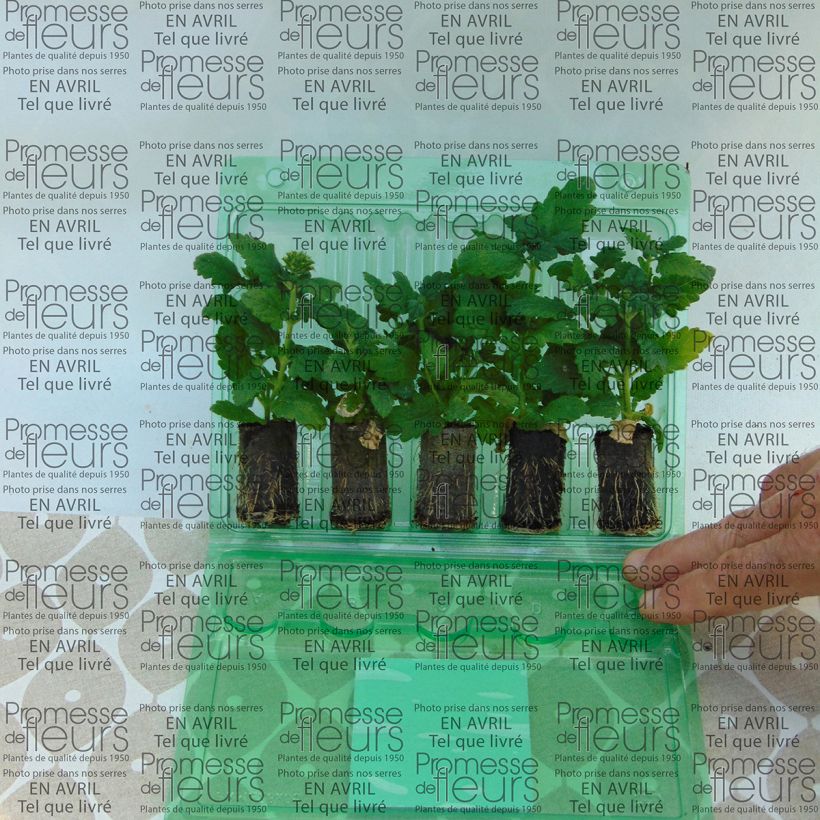 Example of Verveine Estrella Merlot Star Mini-mot Ø 3/4 cm as you get