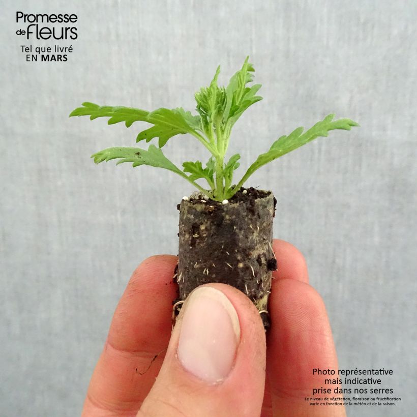 Example of Verveine Lavender White Mini-mot Ø 1,5/2,5 cm as you get in printemps