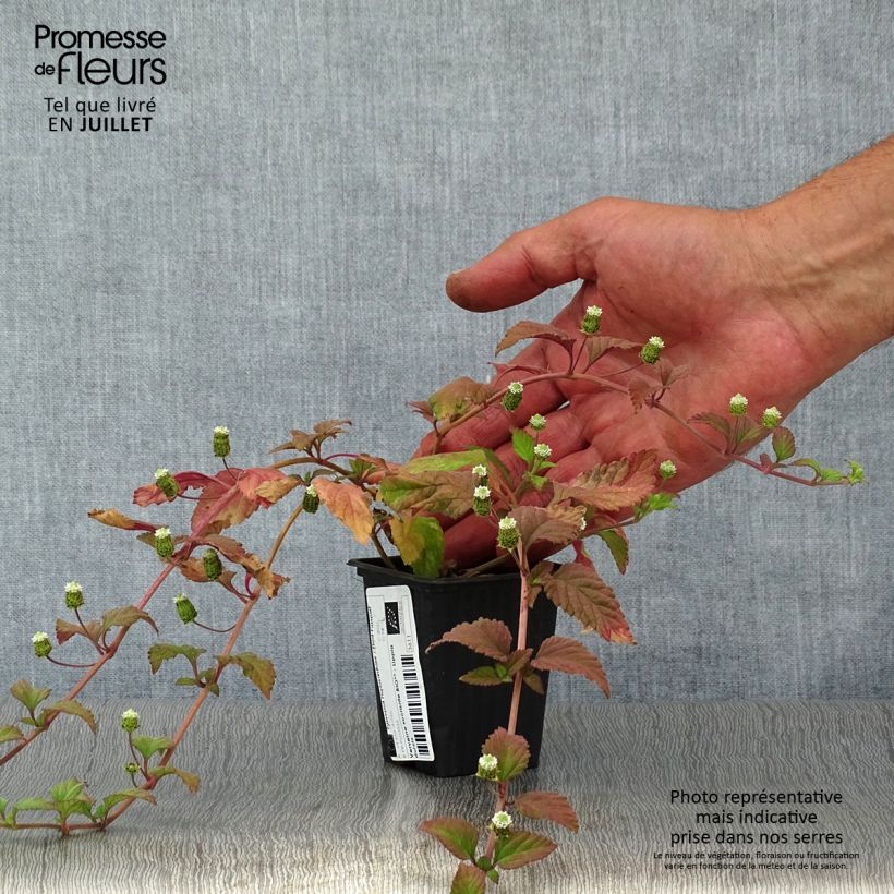 Exemplaar van Honingverbena BIO - Lippia dulcis Kweekpotje van 7/8 cm zoals geleverd in de zomer