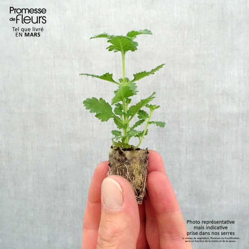 Example of Verveine Superbena Royale Peachy Keen Mini-mot Ø 1,5/2,5 cm as you get in printemps