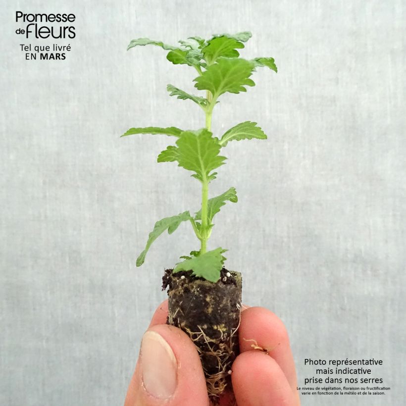 Exemplaar van Verbena Superbena Royale Red - Hangverbena Mini-mot Ø 1,5/2,5 cm zoals geleverd in de lente