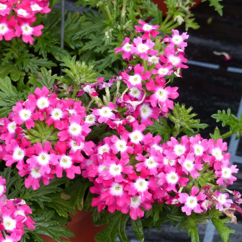 Verbena Virgo Candy Cane - Hangverbena (Flowering)