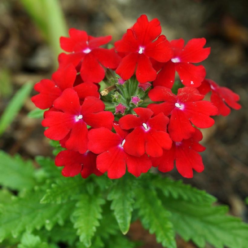 Verbena Vepita Dark Red - Hangverbena (Flowering)