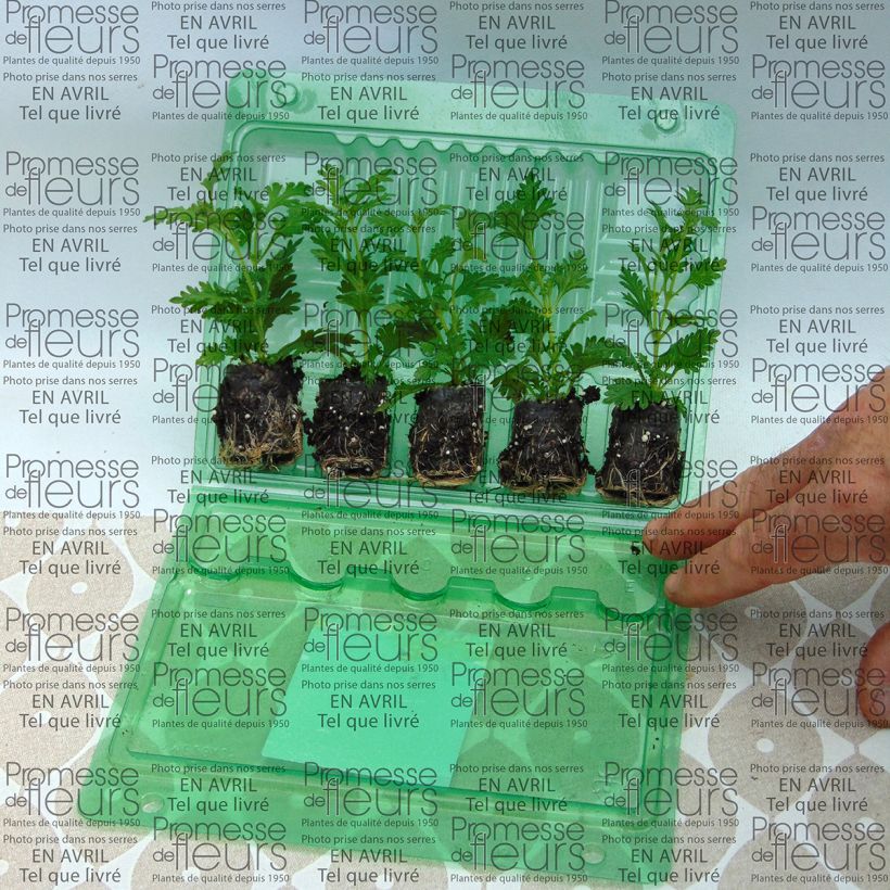 Example of Verveine Estrella Pink Ballet Mini-mot Ø 3/4 cm as you get