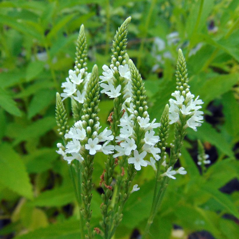 Verbena hastata Alba - Blauwe verbena (Flowering)