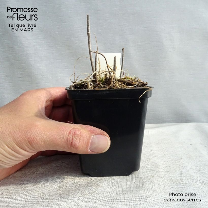 Example of Verveine - Verbena hastata Alba Kweekpotje van 8/9 cm as you get in hiver