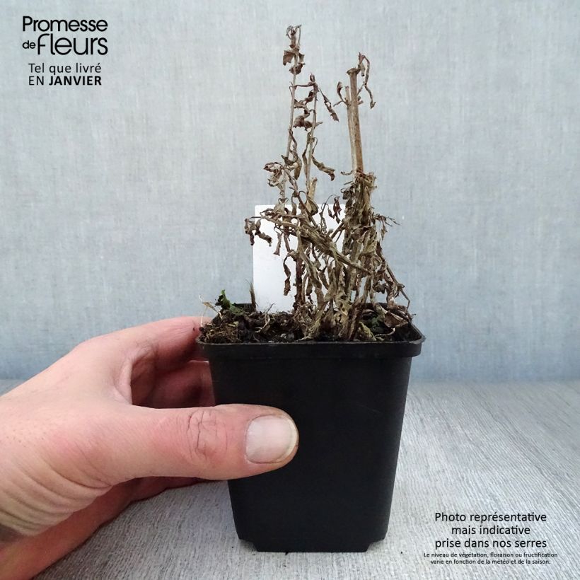 Example of Verbena hastata - Blauwe verbena Kweekpotje van 8/9 cm as you get in hiver