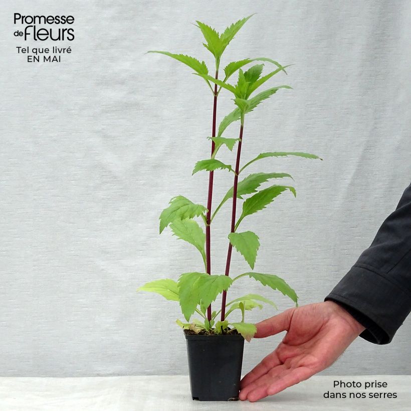 Exemplaar van Verbena hastata Rosea - Blauwe verbena Kweekpotje van 8/9 cm zoals geleverd in de lente