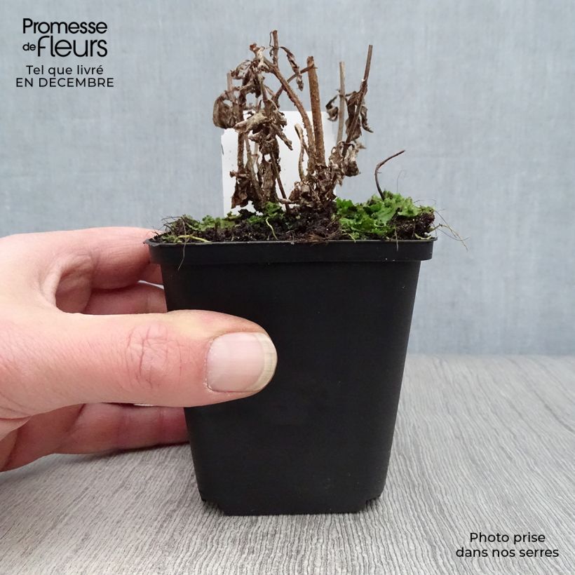 Example of Verveine - Verbena hastata Rosea Kweekpotje van 8/9 cm as you get in hiver