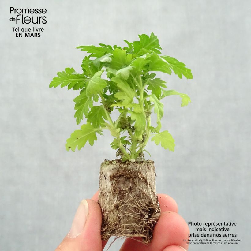 Example of Verveine Virgo Burgundy Mini-mot Ø 3/4 cm as you get in printemps