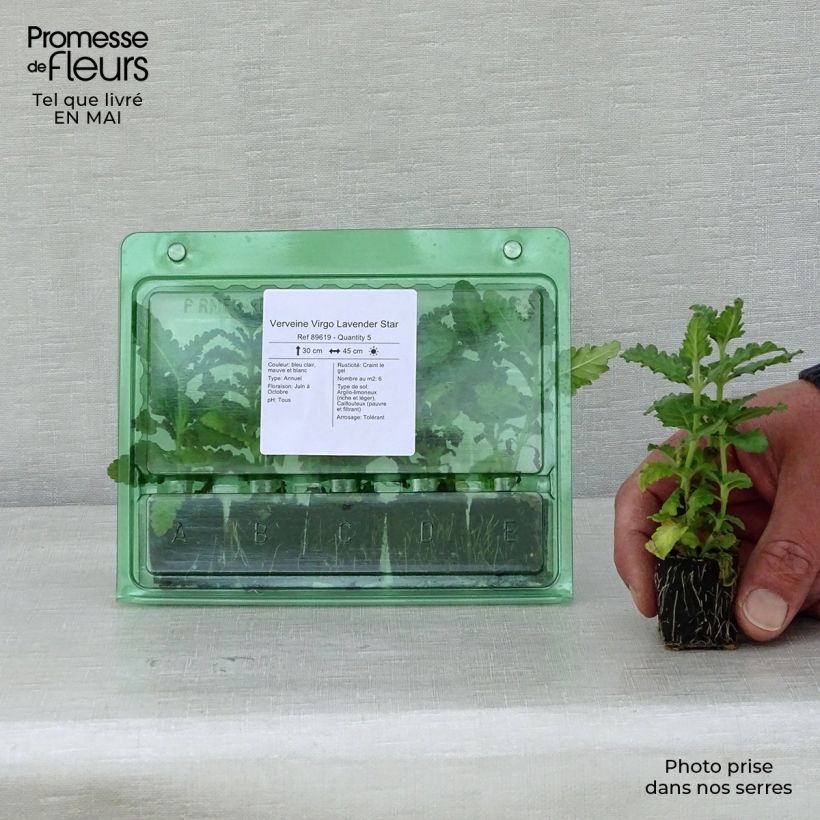 Example of Verveine Virgo Lavender Star Mini-mot Ø 3/4 cm as you get in printemps