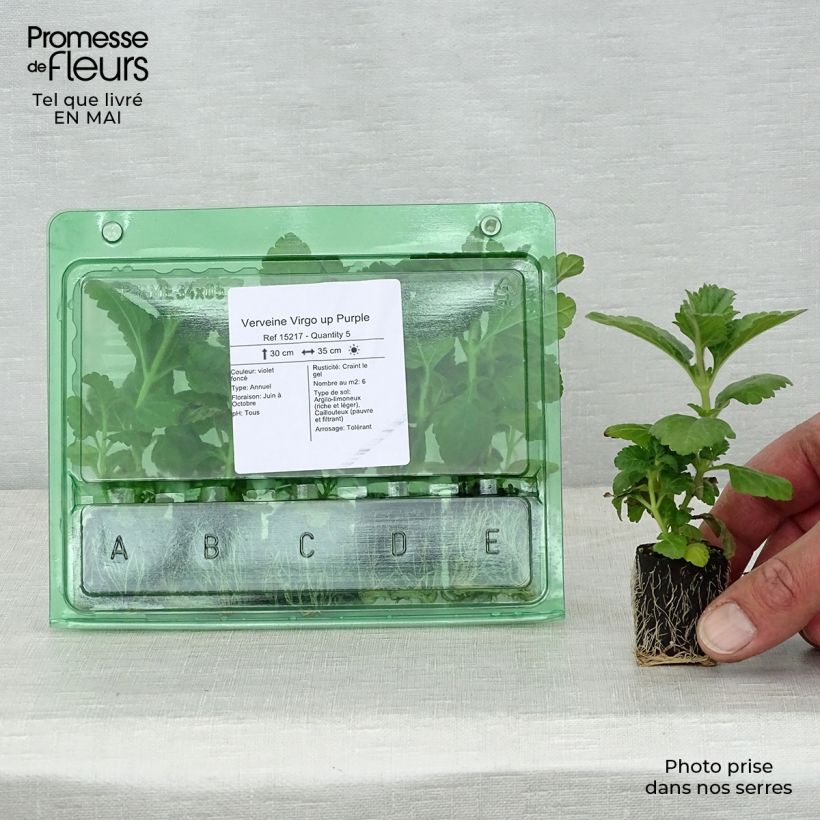 Example of Verveine Virgo up Purple Mini-mot Ø 3/4 cm as you get in printemps