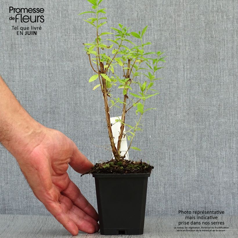 Exemplaar van Citroenverbena - Aloysia triphylla (jonge planten) Kweekpotje van 7/8 cm zoals geleverd in de zomer