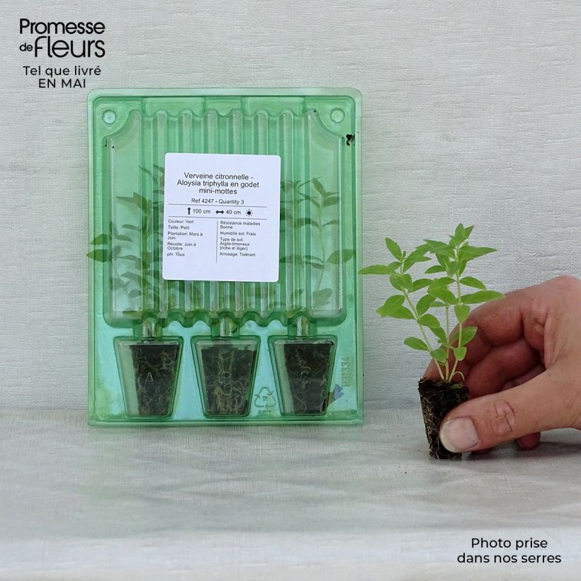 Exemplaar van Citroenverbena - Aloysia triphylla (jonge planten) Mini-mot Ø 1,5/2,5 cm zoals geleverd in de lente