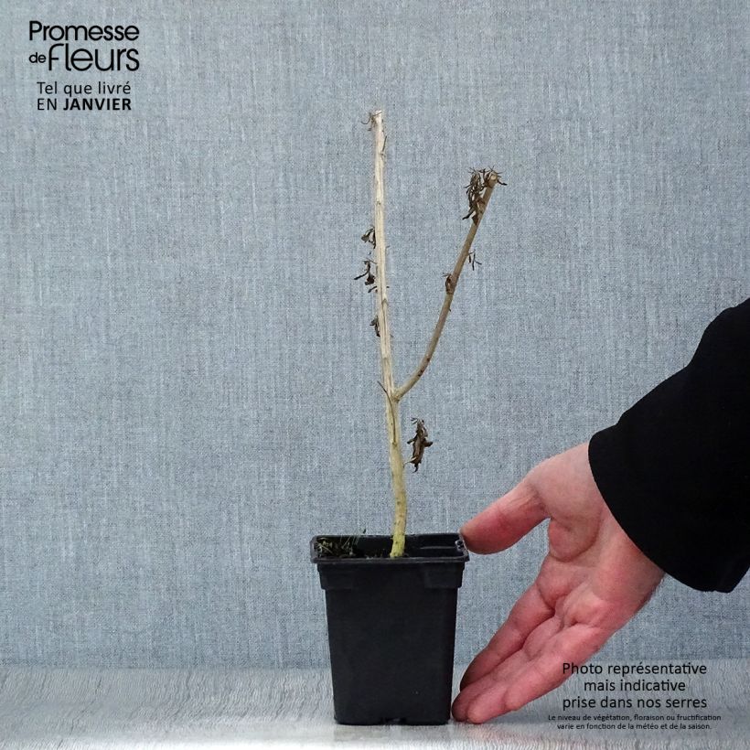 Exemplaar van Argentijnse muntverbena - Aloysia polystachya Kweekpotje van 7/8 cm zoals geleverd in de winter