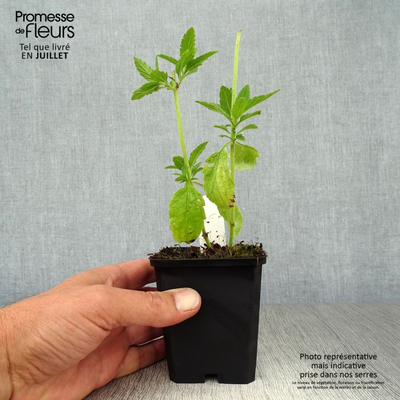 Exemplaar van Verbena hastata White Spires - Blauwe verbena Kweekpotje van 8/9 cm zoals geleverd in de zomer