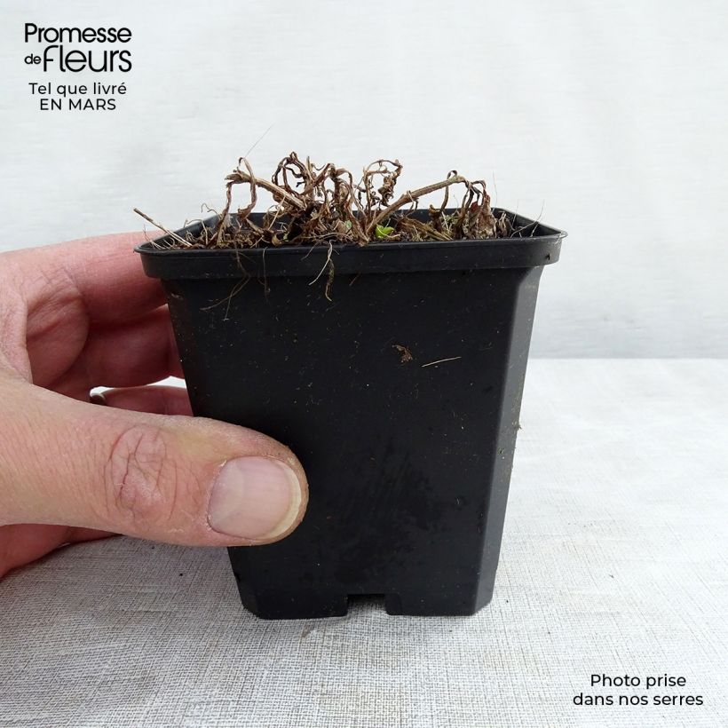 Exemplaar van Verbena hastata White Spires - Blauwe verbena Kweekpotje van 8/9 cm zoals geleverd in de lente