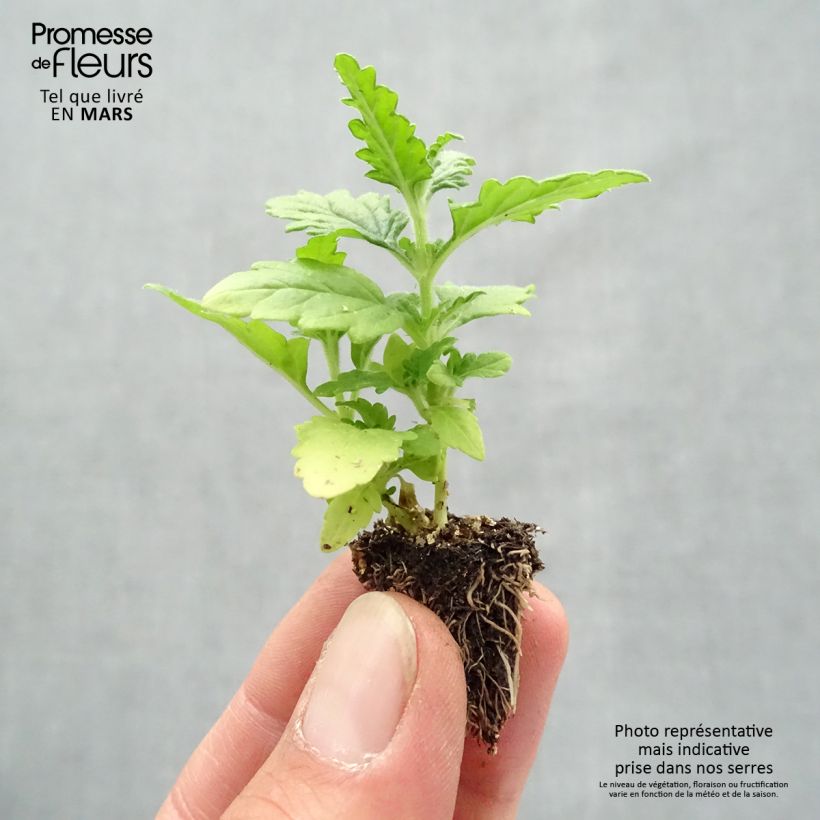 Example of Verbena Quartz Mix - Hangverbena Minimotte: kluitje van 2,2 cm x 2 cm in kweekplaat per 35 stuks as you get in printemps