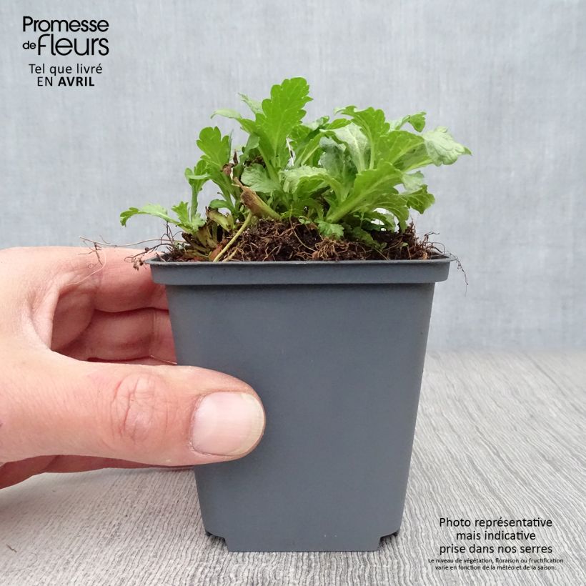 Exemplaar van Verbena officinalis - Ijzerhard Kweekpotje van 8/9 cm zoals geleverd in de lente