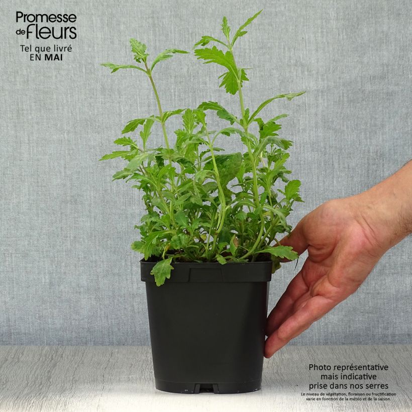 Exemplaar van Verbena officinalis - Ijzerhard Pot van 2 l/3 l zoals geleverd in de lente