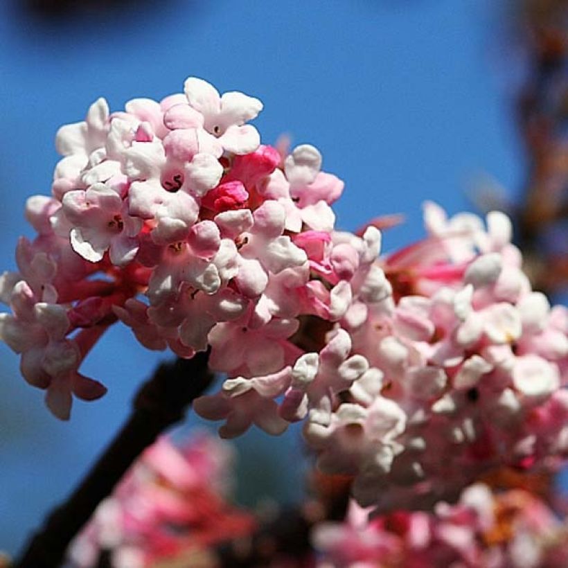 Viburnum bodnantense Dawn - Wintersneeuwbal (Flowering)