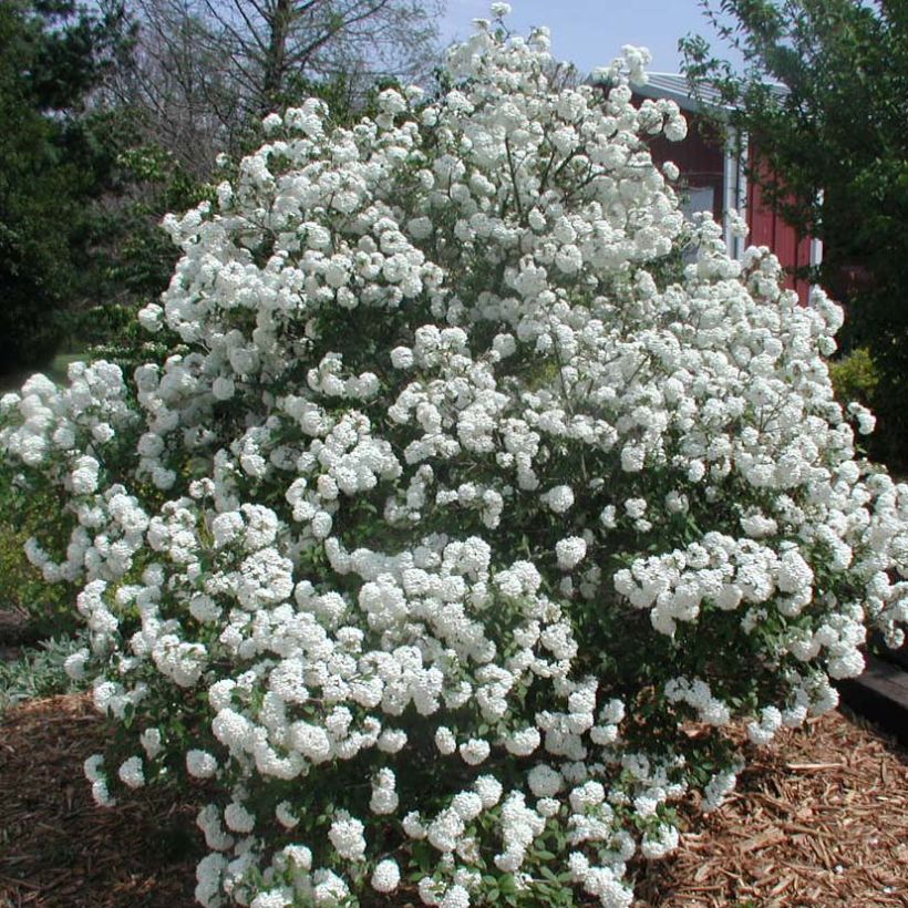 Viburnum Pragense - Sneeuwbal (Plant habit)