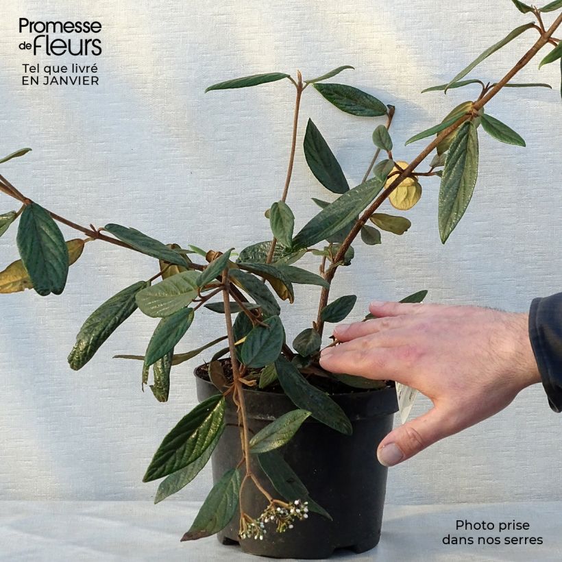 Example of Viburnum Pragense - Sneeuwbal Pot van 3 l/4 l as you get in hiver