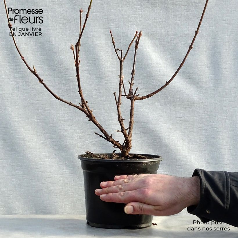 Example of Viburnum bodnantense Dawn - Wintersneeuwbal Pot van 2 l/3 l as you get in hiver