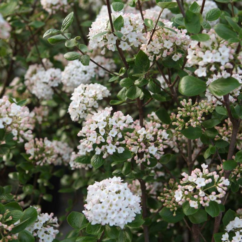 Viburnum burkwoodii Ann Russell - Sneeuwbal (Flowering)