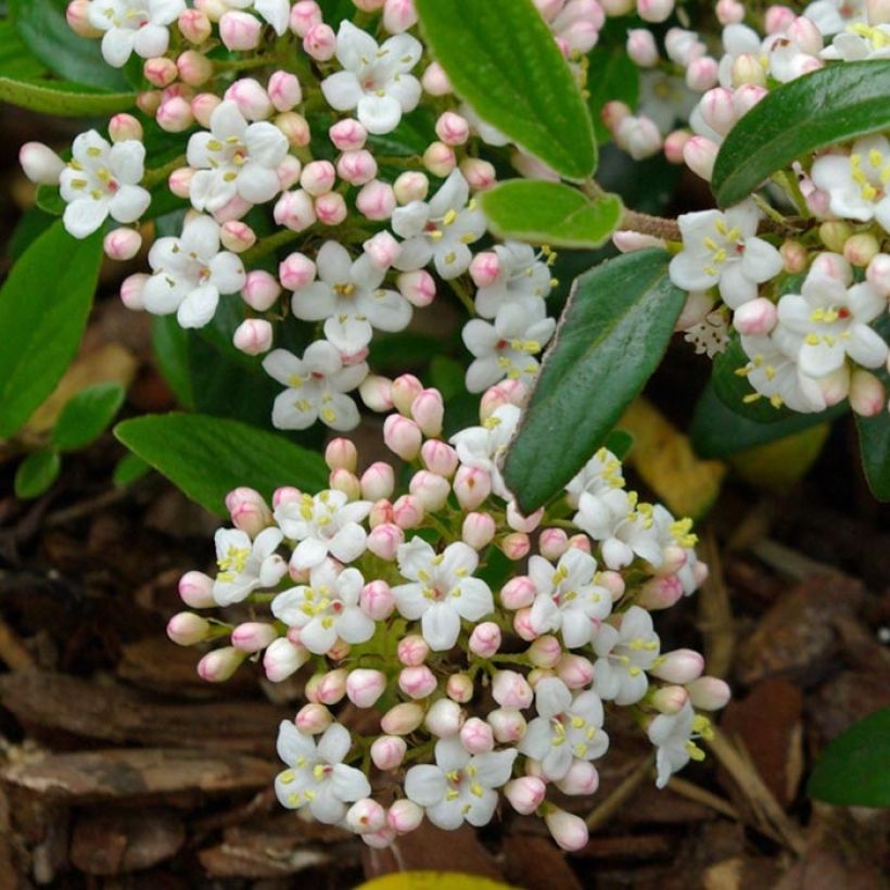 Viburnum burkwoodii Conoy - Sneeuwbal (Flowering)