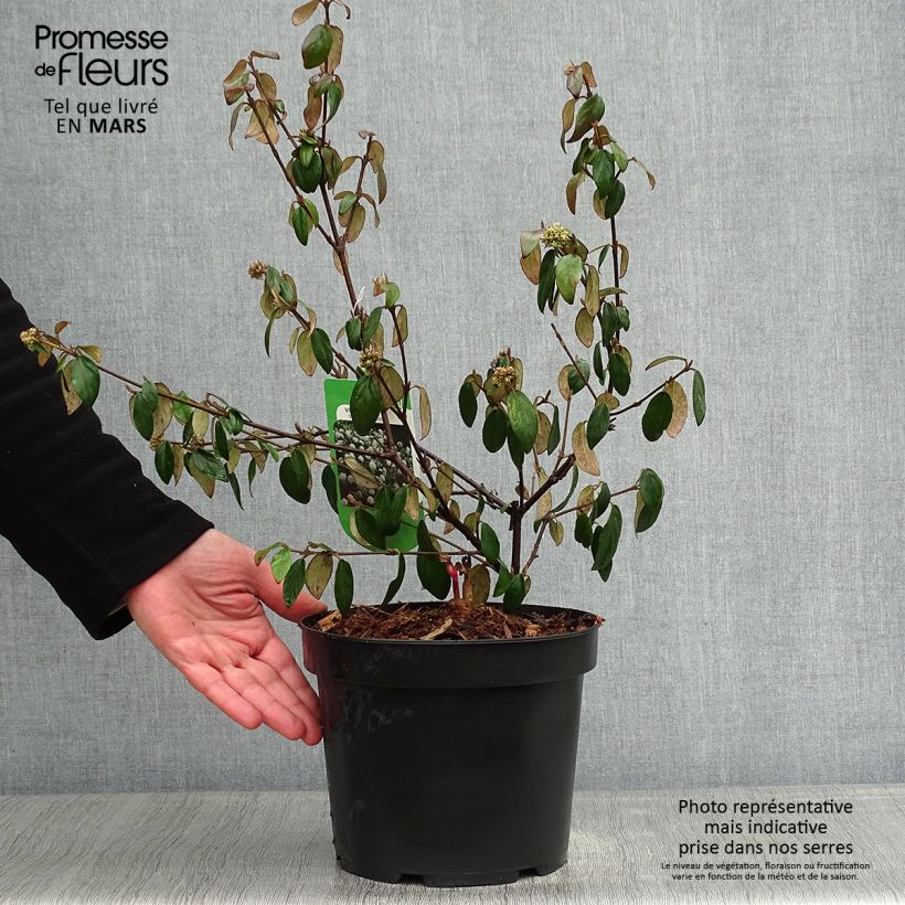 Example of Viburnum burkwoodii Conoy - Viorne de Burkwood  Pot van 4 l/5 l as you get in hiver
