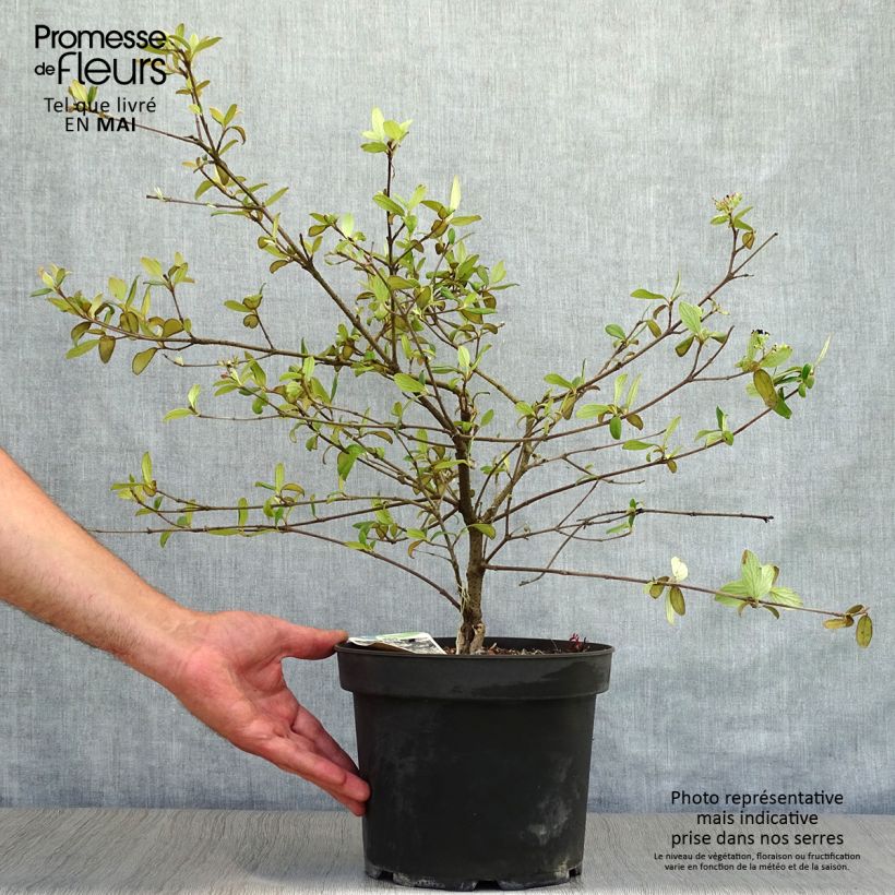 Exemplaar van Viburnum burkwoodii Conoy - Sneeuwbal Pot van 4 l/5 l zoals geleverd in de lente