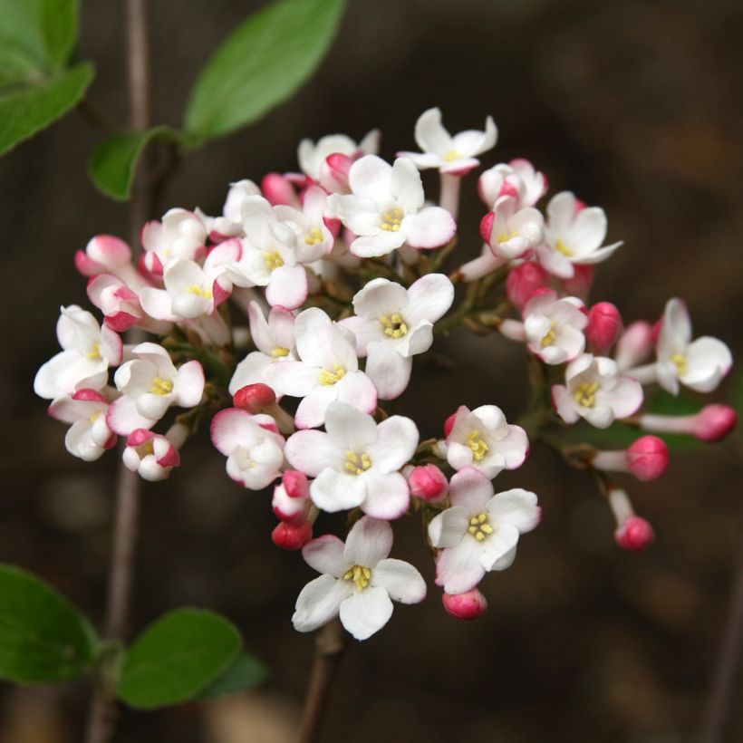 Viburnum burkwoodii Mohawk - Sneeuwbal (Flowering)