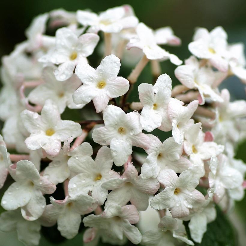 Viburnum carlesii Juddii - Koreaanse sneeuwbal (Flowering)