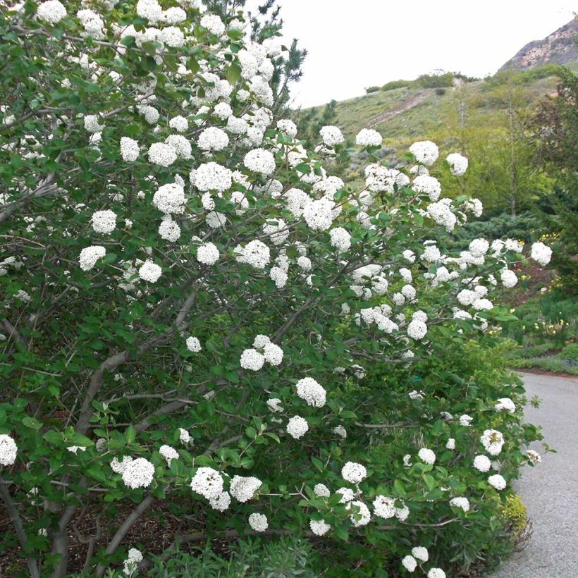 Viburnum carlesii Juddii - Koreaanse sneeuwbal (Plant habit)