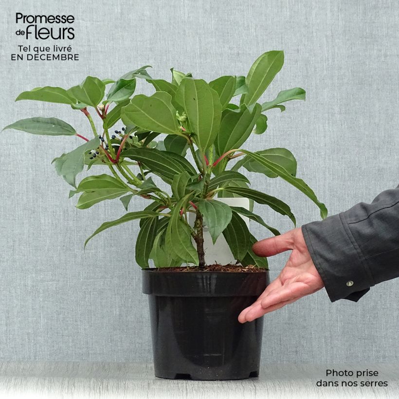 Example of Viburnum davidii - Viorne de David Pot van 3 l/4 l as you get in hiver