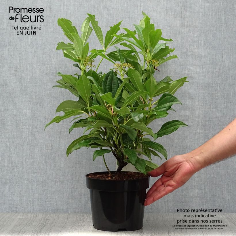 Exemplaar van Viburnum davidii - Sneeuwbal Pot van 3 l/4 l zoals geleverd in de zomer