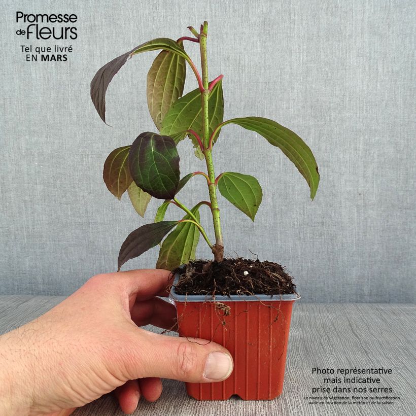 Example of Viburnum davidii - Viorne de David Kweekpotje van 8/9 cm as you get in hiver