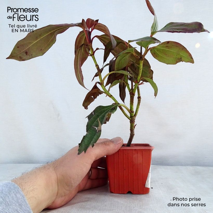 Exemplaar van Viburnum davidii - Sneeuwbal Kweekpotje van 8/9 cm zoals geleverd in de lente