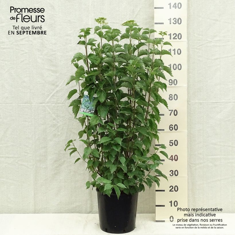 Exemplaar van Viburnum dentatum Blue Muffin - Sneeuwbal Pot van 12 l/15 l zoals geleverd in de herfst