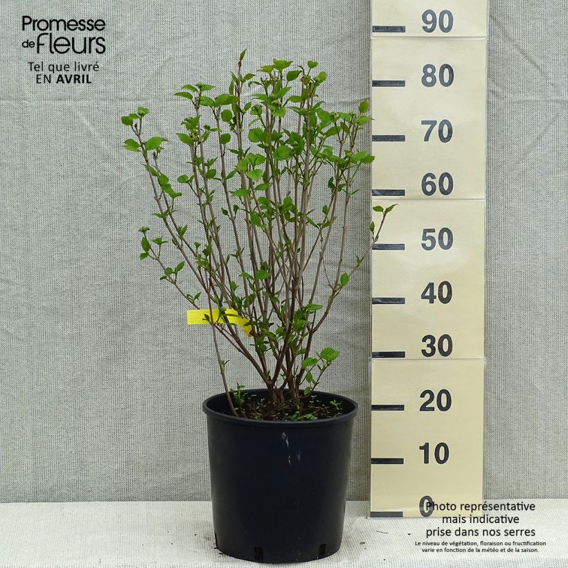 Exemplaar van Viburnum dentatum Blue Muffin - Sneeuwbal Pot van 12 l/15 l zoals geleverd in de lente