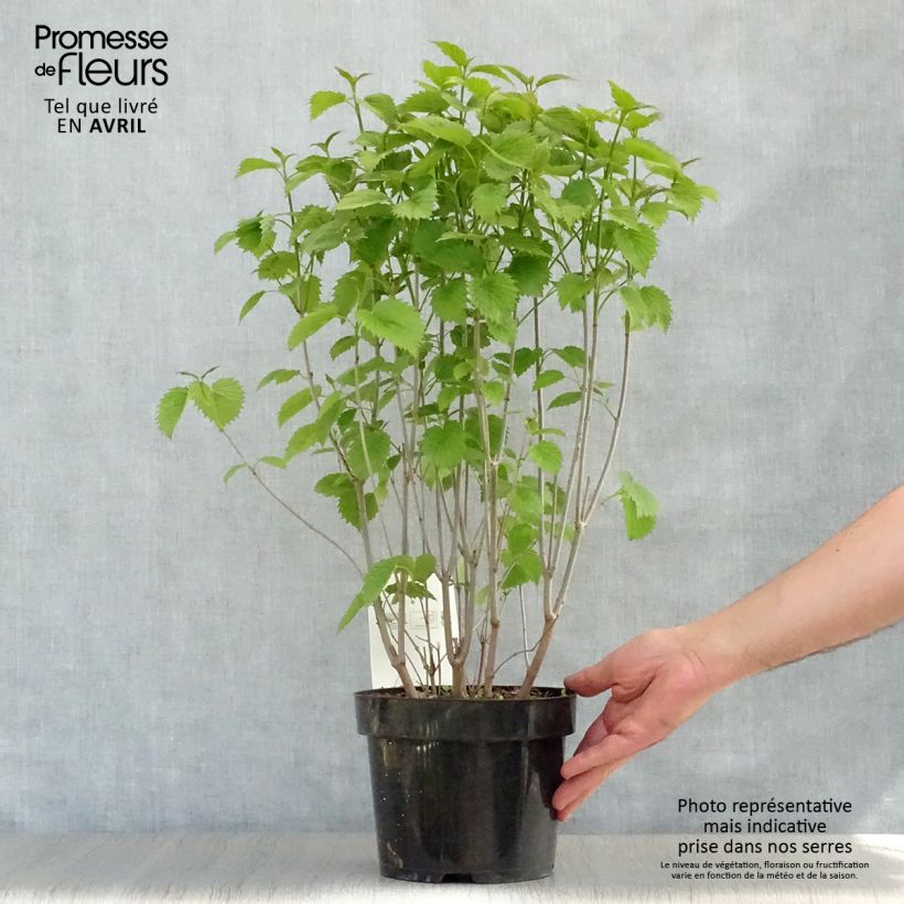 Exemplaar van Viburnum dentatum Blue Muffin - Sneeuwbal Pot van 3 l/4 l zoals geleverd in de lente