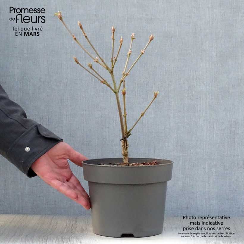 Exemplaar van Viburnum dilatatum Michael Dodge - Sneeuwbal Pot van 4 l/5 l zoals geleverd in de lente